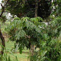 Montanoa grandiflora Hemsl.